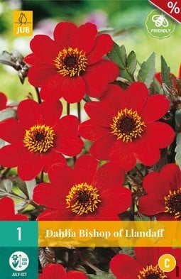 Dahlie Bishop of Llandaff kaufen, clicken für mehr Details Dahlie Bishop of Llandaff