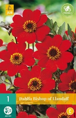 Dahlie Bishop of Llandaff kaufen, clicken für mehr Details Dahlie Bishop of Llandaff