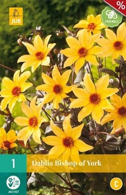 Dahlie Bishop of York kaufen, clicken für mehr Details Dahlie Bishop of York