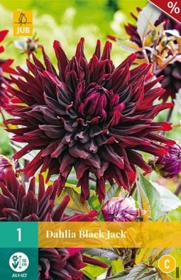 Dahlie Black Jack kaufen, clicken für mehr Details Dahlie Black Jack