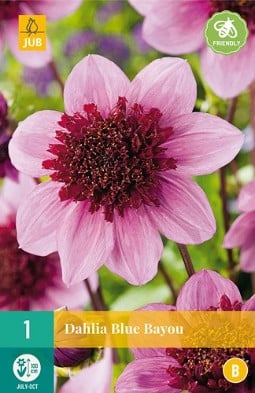 Dahlie Blue Bayou kaufen, clicken für mehr Details Dahlie Blue Bayou