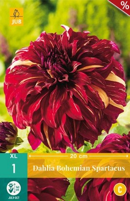 Dahlie Bohemian Spartacus