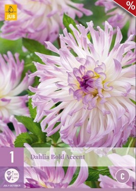 Dahlie Bold Accent