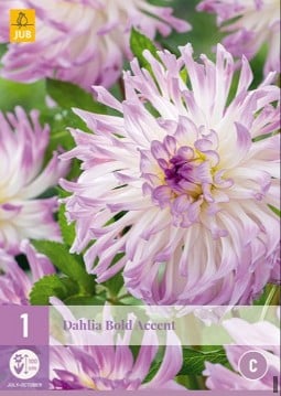 Dahlie Bold Accent kaufen, clicken für mehr Details Dahlie Bold Accent