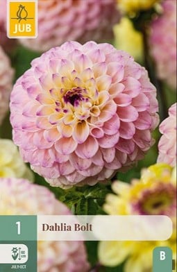 Dahlie Bolt kaufen, clicken für mehr Details Dahlie Bolt