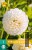 Dahlie Boom Boom White
