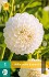 Dahlie Boom Boom White kaufen