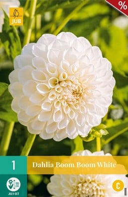 Dahlie Boom Boom White kaufen, clicken für mehr Details Dahlie Boom Boom White