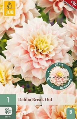 Dahlie Break Out