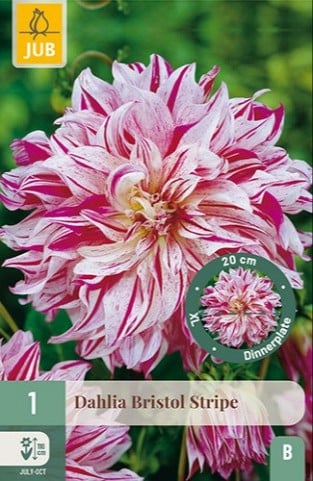 Dahlie Bristol Stripe