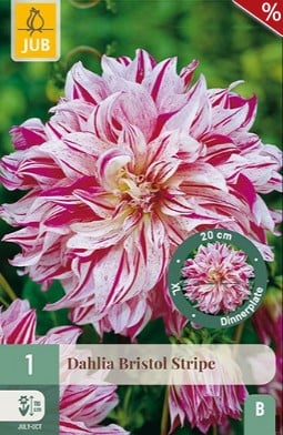 Dahlie Bristol Stripe kaufen, clicken für mehr Details Dahlie Bristol Stripe