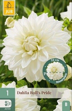 Dahlie Bulls Pride kaufen, clicken für mehr Details Dahlie Bulls Pride