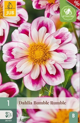 Dahlie Bumble Rumble