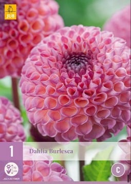 Dahlie Burlesca kaufen, clicken für mehr Details Dahlie Burlesca