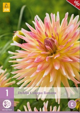 Dahlie Cabana Banana