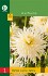 Dahlie Cactus White kaufen