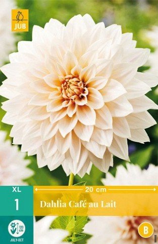 Dahlie Café au Lait