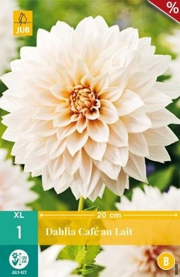 Dahlie Café au Lait kaufen, clicken für mehr Details Dahlie Café au Lait