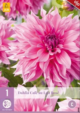 Dahlie Café au Lait Rosé