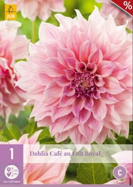 Dahlie Café au Lait Royal