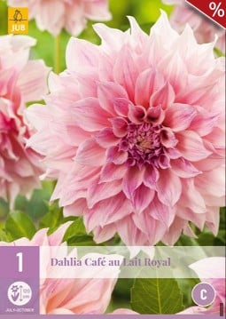 Dahlie Café au Lait Royal kaufen, clicken für mehr Details Dahlie Café au Lait Royal