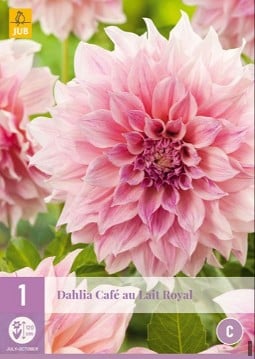 Dahlie Café au Lait Royal kaufen, clicken für mehr Details Dahlie Café au Lait Royal
