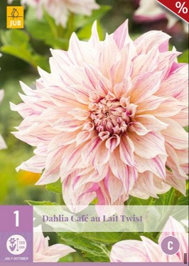 Dahlie Café au Lait Twist