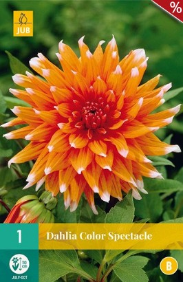 Dahlie Color Spectacle