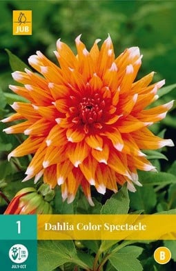 Dahlie Color Spectacle kaufen, clicken für mehr Details Dahlie Color Spectacle