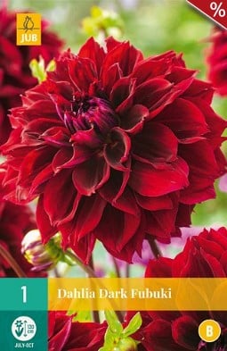 Dahlie Dark Fubuki kaufen, clicken für mehr Details Dahlie Dark Fubuki