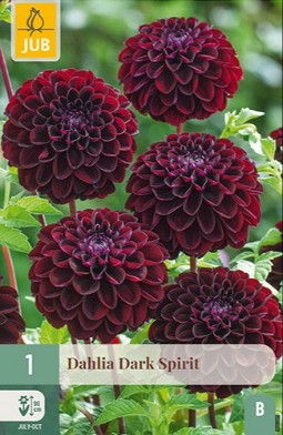Dahlie Dark Spirit