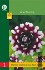 Dahlie Decorative Red-White kaufen
