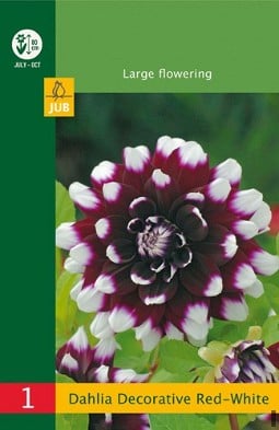Dahlie Decorative Red-White kaufen, clicken für mehr Details Dahlie Decorative Red-White