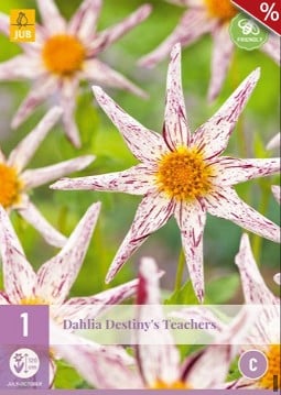 Dahlie Destinys Teachers kaufen, clicken für mehr Details Dahlie Destinys Teachers
