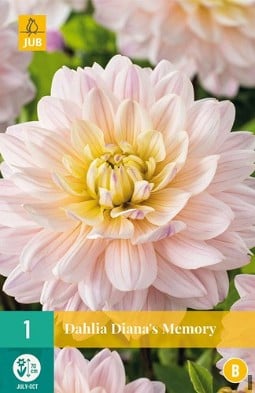 Dahlie Diana's Memory kaufen, clicken für mehr Details Dahlie Diana's Memory