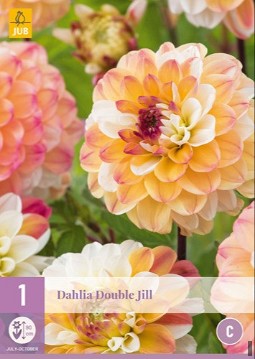Dahlie Double Jill kaufen, clicken für mehr Details Dahlie Double Jill