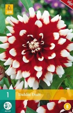 Dahlie Duet kaufen, clicken für mehr Details Dahlie Duet