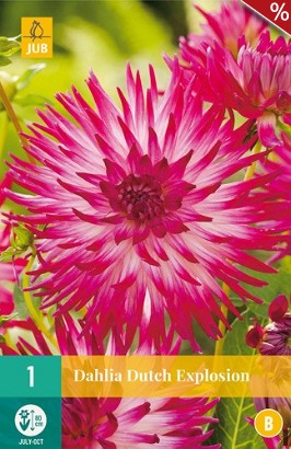 Dahlie Dutch Explosion