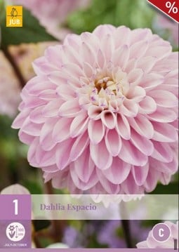 Dahlie Espacio kaufen, clicken für mehr Details Dahlie Espacio