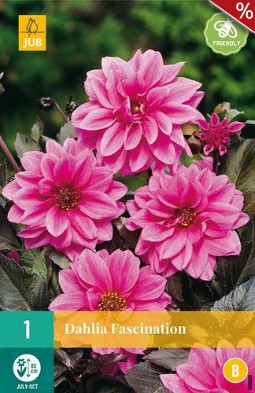Dahlie Fascination