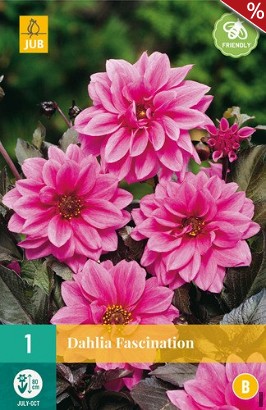 Dahlie Fascination