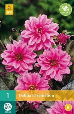 Dahlie Fascination kaufen, clicken für mehr Details Dahlie Fascination