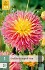 Dahlie Fringed Star kaufen