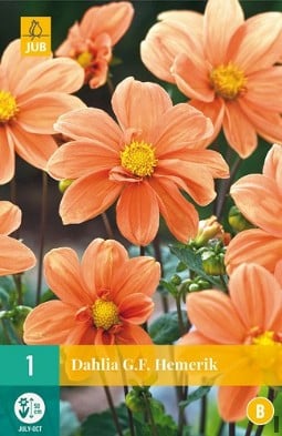 Dahlie G. F. Hemerik kaufen, clicken für mehr Details Dahlie G. F. Hemerik