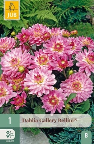 Dahlie Gallery Bellini
