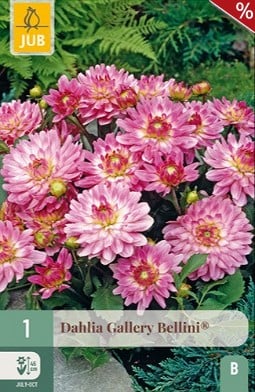 Dahlie Gallery Bellini kaufen, clicken für mehr Details Dahlie Gallery Bellini