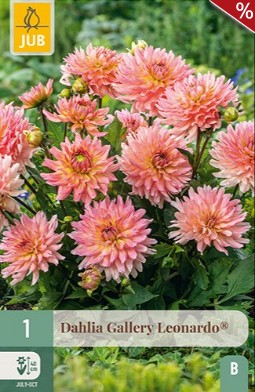 Dahlie Gallery Leonardo