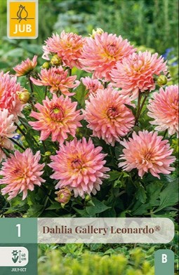 Dahlie Gallery Leonardo