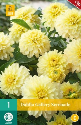 Dahlie Gallery Serenade