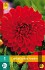 Dahlie Garden Wonder kaufen